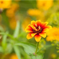 Das etwas andere Pflanzgefäß