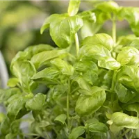 Würzige Kräuter auf dem Balkon