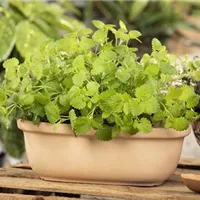 Der Balkon als Kräuter-Oase