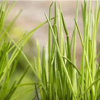 Kreative Ideen für Kräuter