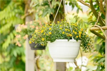 Ein Husarenknopf für den sommerlichen Balkon 