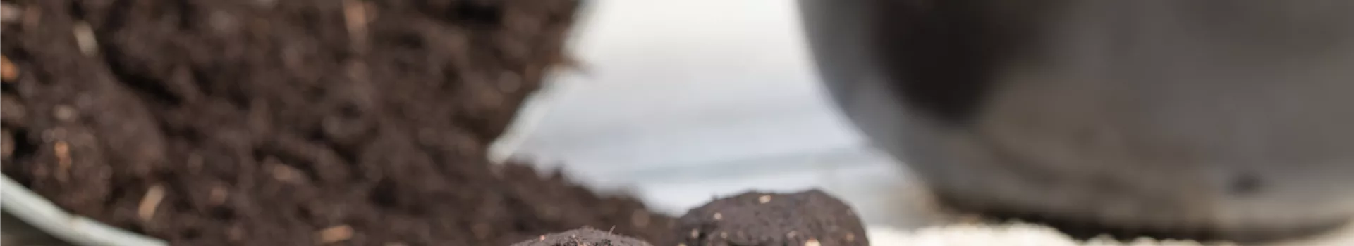 Samenbomben – blühende Überraschungen im Garten