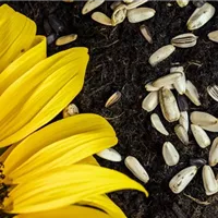 Kleine Bomben mit Überraschungseffekt