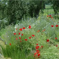 Vorsicht beim Guerilla Gardening