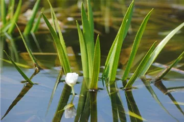 So machen Sie Ihren Miniteich winterfit 