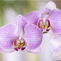 Die Nachtfalter-Orchidee Die Nachtfalter-Orchidee