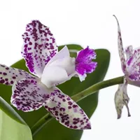 Cambria-Orchideen & Cattleya-Orchideen Cambria-Orchideen & Cattleya-Orchideen