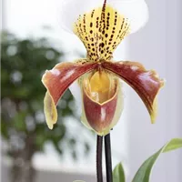 Miltonia-Orchideen & Paphiopedilum-Orchideen Miltonia-Orchideen & Paphiopedilum-Orchideen