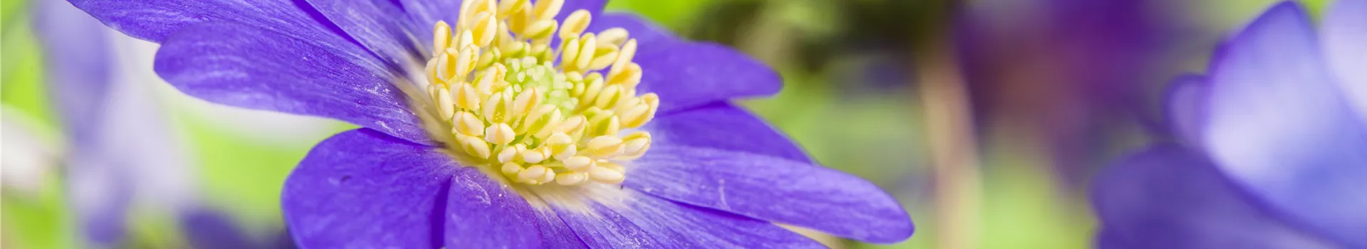 Anemonen im Topf bringen Farbenfreude auf den Balkon