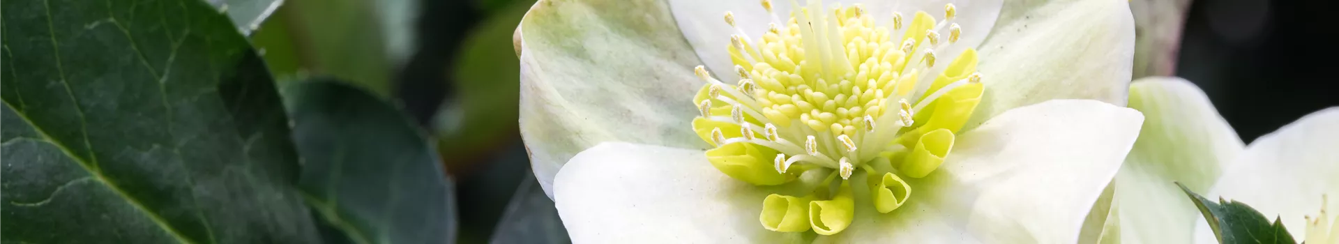 Auch im Winter nicht auf blühende Pflanzen verzichten! Auch im Winter nicht auf blühende Pflanzen verzichten!