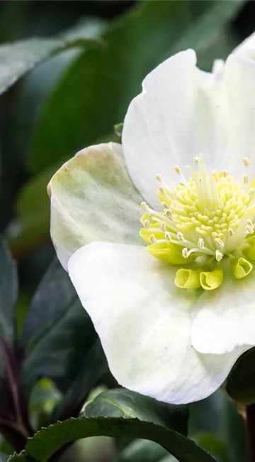 Auch im Winter nicht auf blühende Pflanzen verzichten! Auch im Winter nicht auf blühende Pflanzen verzichten!