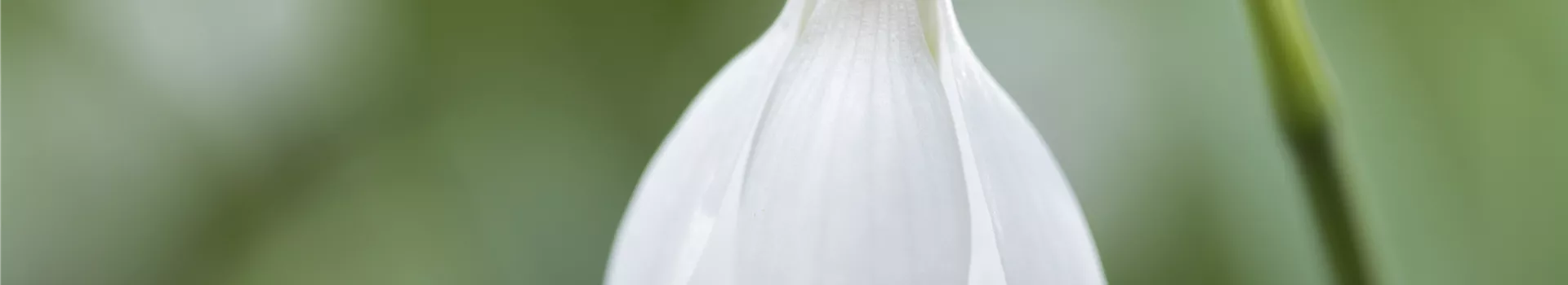 Schneeglöckchen pflanzen – Frühlingsboten im Garten