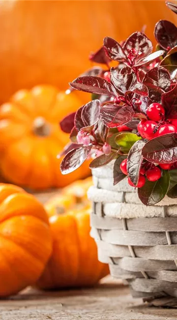 Die Haustür als Visitenkarte – Ideen für die herbstliche Dekoration Die Haustür als Visitenkarte – Ideen für die herbstliche Dekoration