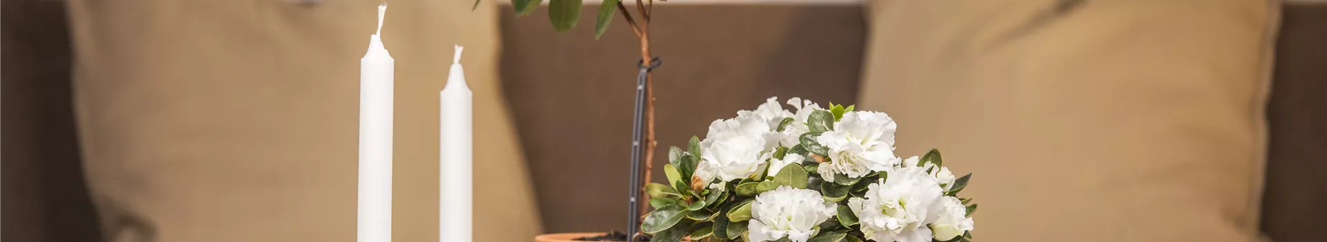 Eine Azalee im Zimmer verschönert die Winterzeit