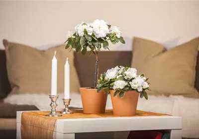 Eine Azalee im Zimmer verschönert die Winterzeit