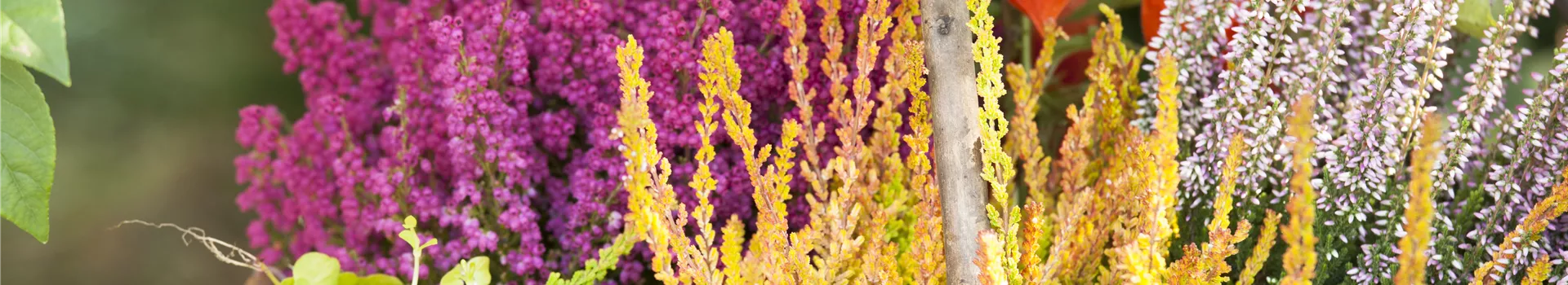 Ab in die Kiste! Herbstliche Deko mit Besenheide Ab in die Kiste! Herbstliche Deko mit Besenheide