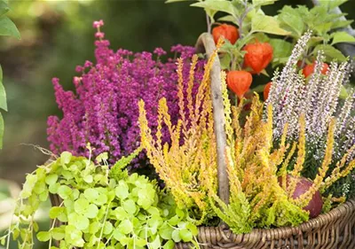Ab in die Kiste! Herbstliche Deko mit Besenheide Ab in die Kiste! Herbstliche Deko mit Besenheide