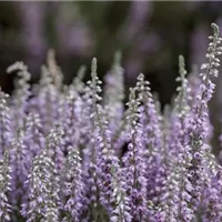 Die Kiste vorbereiten Die Kiste vorbereiten