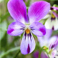 Eine Kiste voll Pflanzen Eine Kiste voll Pflanzen