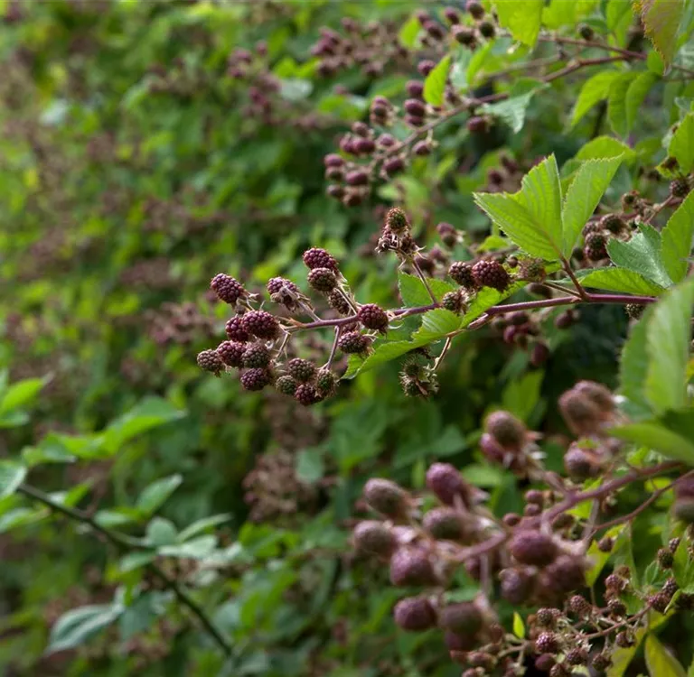 Beerensträucher zurückschneiden für köstliches Erntegut