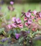 Echtes Lungenkraut - Pulmonaria officinalis