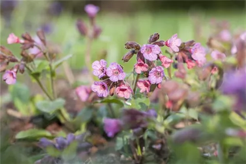 Echtes Lungenkraut - Pulmonaria officinalis
