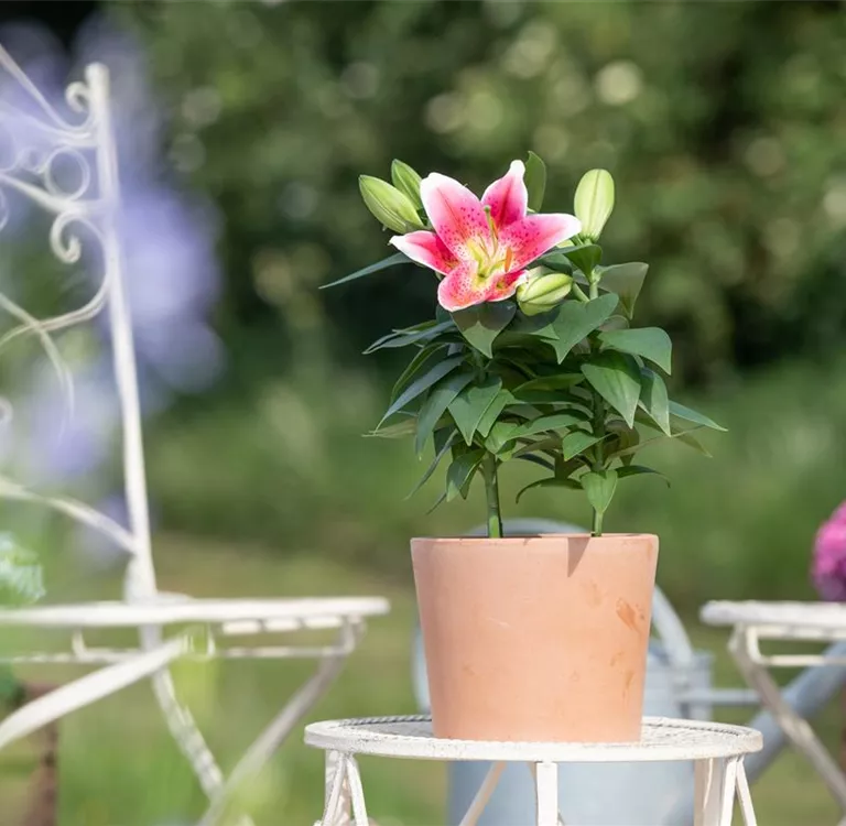 Blumentöpfe – raus aus dem Schuppen, rein in den Garten!