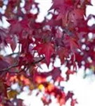 Amerikanischer Amberbaum - Liquidambar styraciflua - Heckenelemente