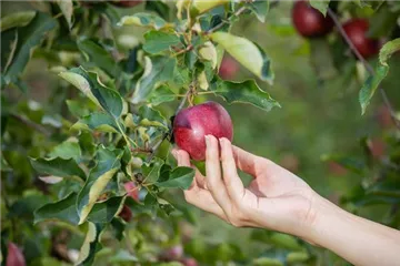 Ein eigener Naschgarten lädt Groß und Klein zum Naschen ein  Ein eigener Naschgarten lädt Groß und Klein zum Naschen ein