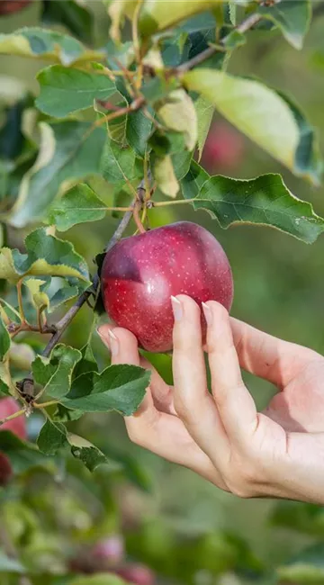 Ein eigener Naschgarten lädt Groß und Klein zum Naschen ein  Ein eigener Naschgarten lädt Groß und Klein zum Naschen ein
