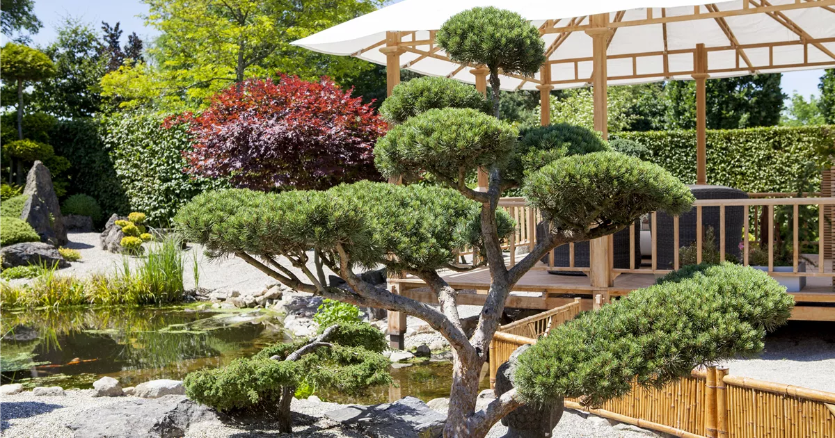 Ein Bonsai vereint Kunst und Natur auf einmalige Weise - Semper Verde  Pflanzenzentrum Ullmer GbR