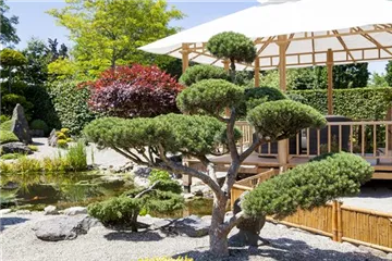 Ein Bonsai vereint Kunst und Natur auf einmalige Weise