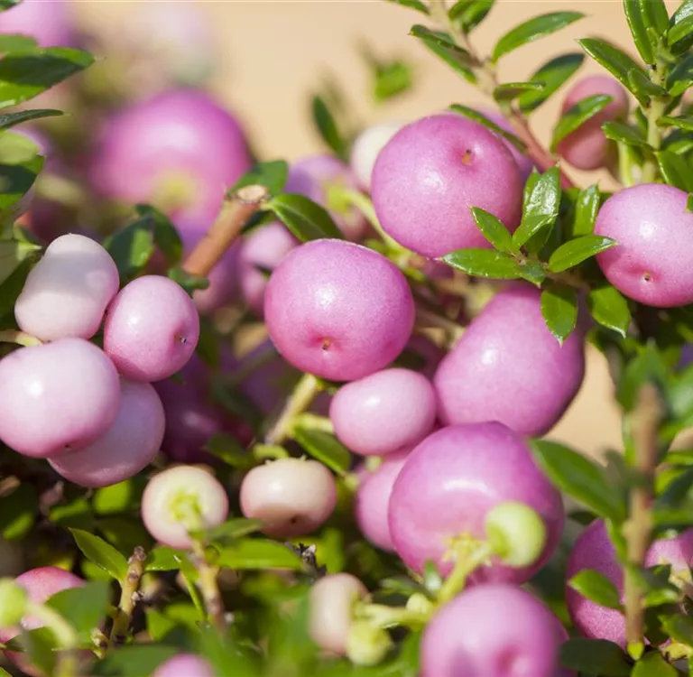 Fruchtschmuck im Winter – Es müssen nicht immer Blüten sein