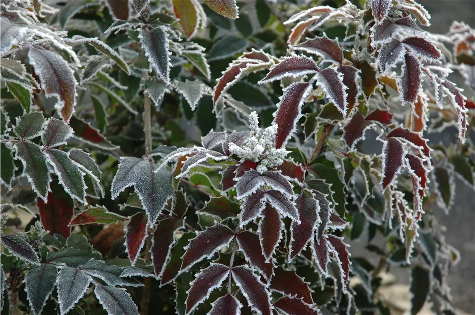 Gieen im Winter  So trocknen die Pflanzen nicht aus - Semper Verde  Pflanzenzentrum Ullmer GbR