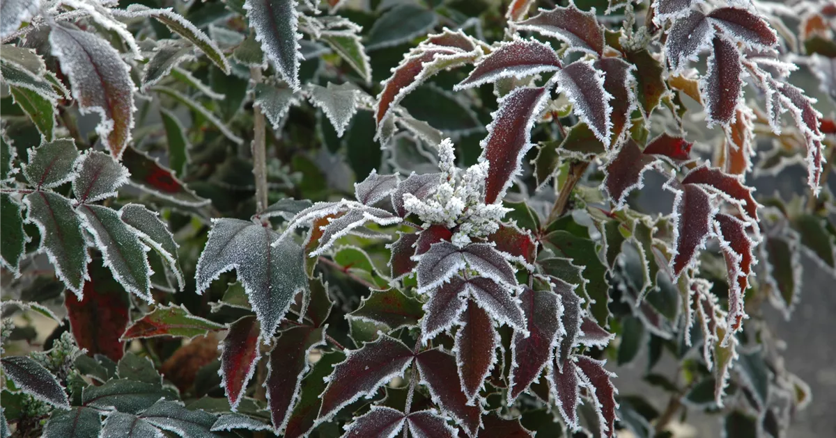 Gieen im Winter  So trocknen die Pflanzen nicht aus - Semper Verde  Pflanzenzentrum Ullmer GbR