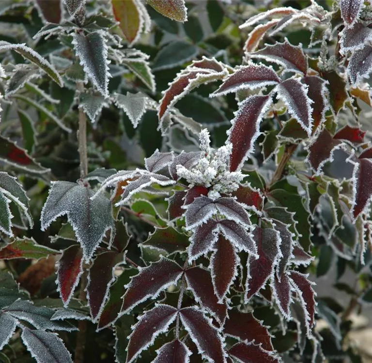 Gießen im Winter – So trocknen die Pflanzen nicht aus