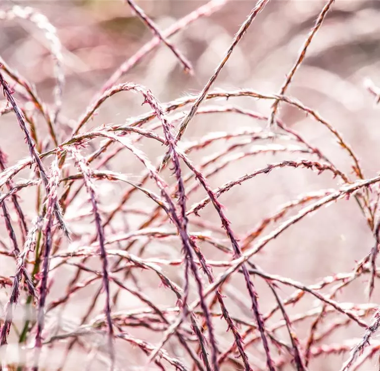 Gräser im Garten – farbenfrohe Vielfalt zu jeder Jahreszeit
