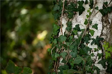 Kletterpflanzen – Ein Garten wie im Märchen
