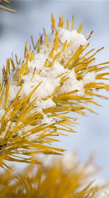 Koniferen im Garten – Auch im Winter ein Hingucker