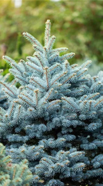 Alternative Weihnachtsbäume – es muss nicht immer nadeln 