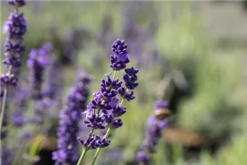 Lavendel im Garten pflanzen – für ein duftendes Blütenmeer