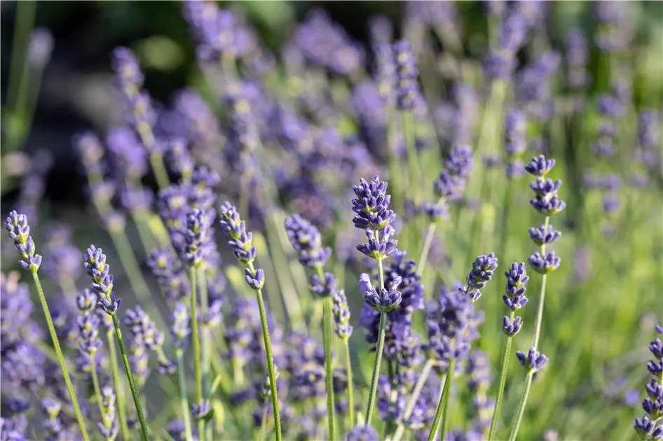 Lavendel im Garten pflanzen  fr ein duftendes Bltenmeer - Semper Verde  Pflanzenzentrum Ullmer GbR