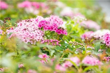 Pflanzen im Sommer gießen – So brennt nichts an