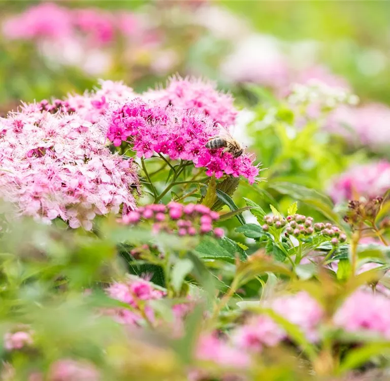 Pflanzen im Sommer gießen – So brennt nichts an