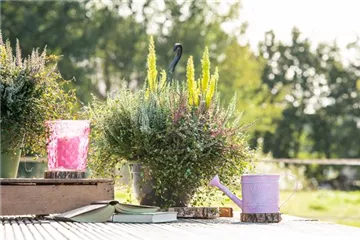 Pflanzgefäße für die Terrasse bringen die Pflanzen groß raus