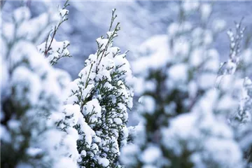 Rechtzeitig an den Winterschutz für Kübelpflanzen denken
