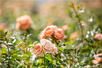 Rosenpflege im Sommer – So bleiben die Rosen gesund