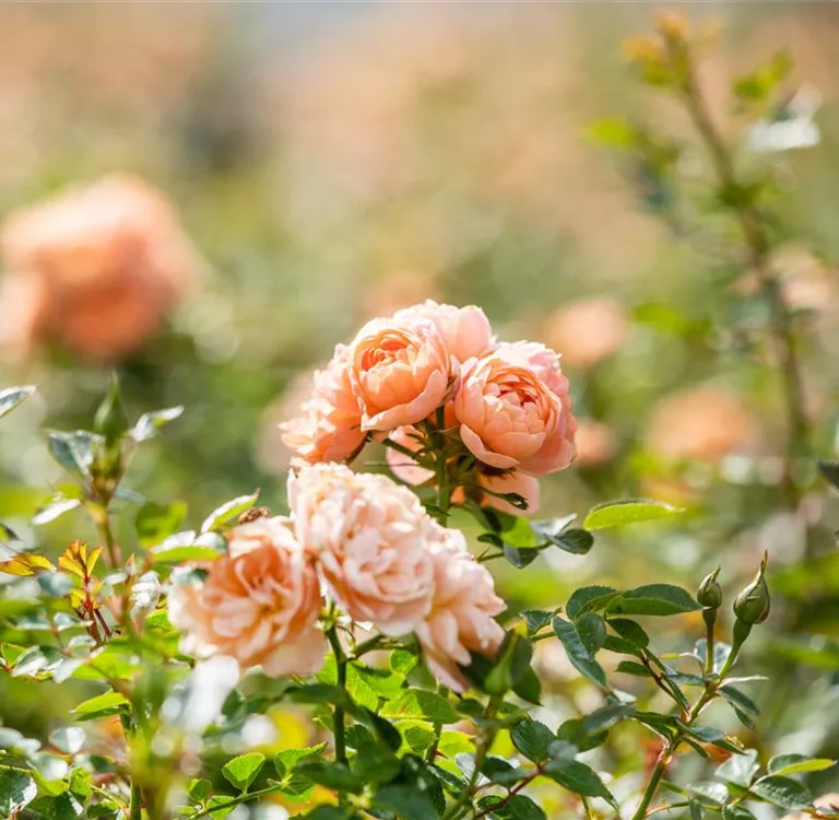 Rosenpflege im Sommer – So bleiben die Rosen gesund
