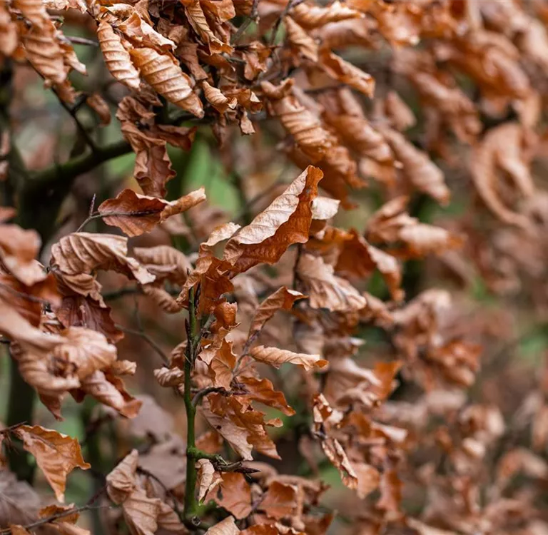 So einfach sind Pflege und Schnitt von Hecken im Winter 