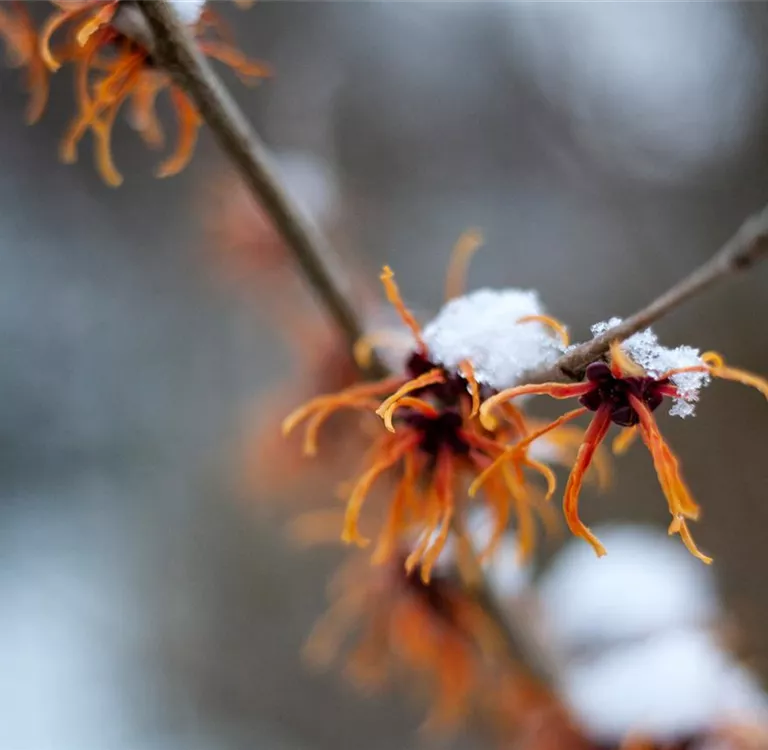 Schutz vor Schnee – Pflanzen im Winter schützen